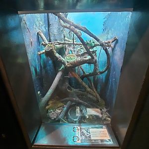 The RainForest - Prehensile Tail Skink