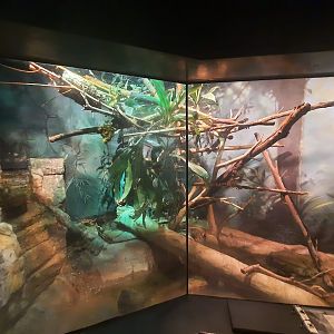 The RainForest - Fiji Banded Iguana Exhibit