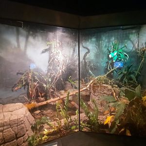 The RainForest - Carpet Python Exhibit