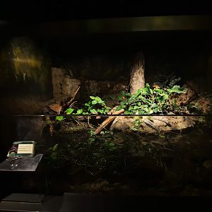 The RainForest - African Pond