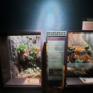 The RainForest - Amphibian Exhibits 2