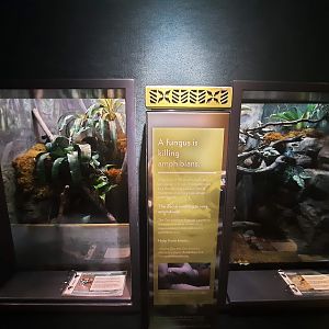 The RainForest - Amphibian Exhibits 1