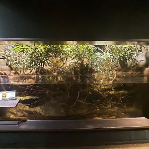 The RainForest - Red Bellied Piranha