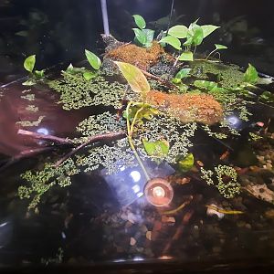 The RainForest - Tentacled Snake