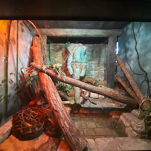 The RainForest - Burmese Python Exhibit