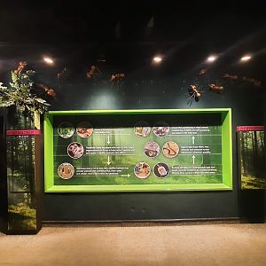 The RainForest - Former Ant and Insect Exhibit