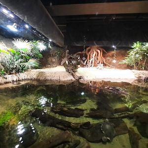 The RainForest - Gharial and Turtle Exhibit