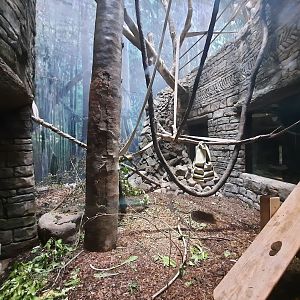 The RainForest - Lower Langur Exhibit 1