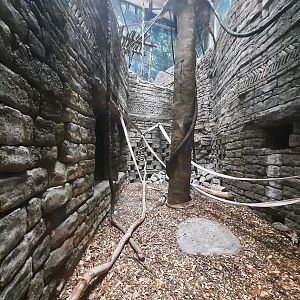 The RainForest - Lower Langur Exhibit 2