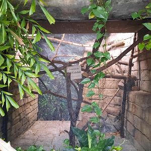 The RainForest - Empty Primate Exhibit