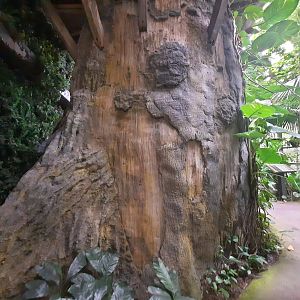 The RainForest - Tree Stairs