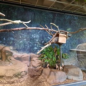 The RainForest - Prehensile Tailed Porcupine Exhibit