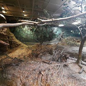 The RainForest - Agouti Exhibit