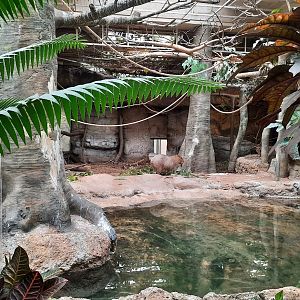 The RainForest - Capybara and Anteater Exhibit