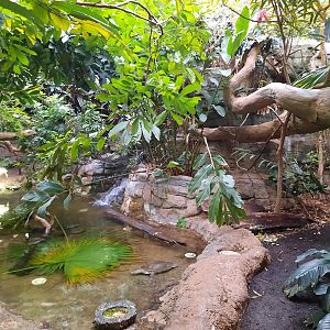The RainForest - Bird Exhibit