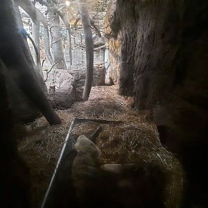 The RainForest - Anteater Viewing