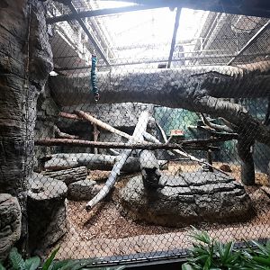 The RainForest - Clouded Leopard Exhibit