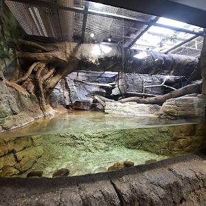 The RainForest - Ocelot Underwater Viewing