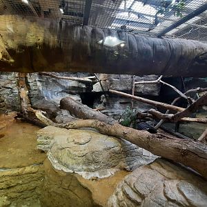 The RainForest - Ocelot Exhibit