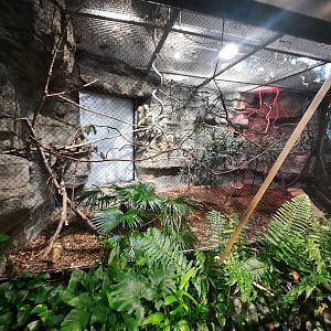 The RainForest - Green Aracari Exhibit