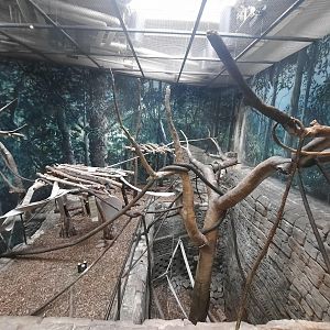 The RainForest - Francois Langur Exhibit 1