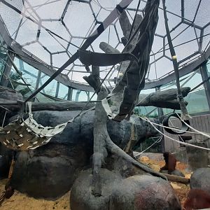 The RainForest - Bornean Orangutan Exhibit