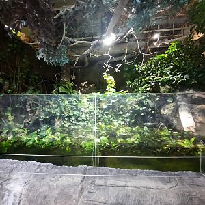 The RainForest - Bornean Streamside