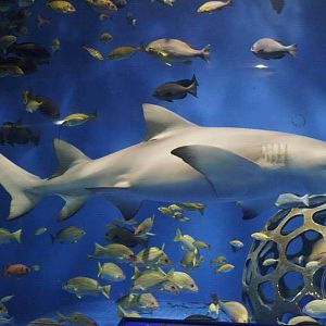 Sicklefin Lemon Shark (Negaprion acutidens)