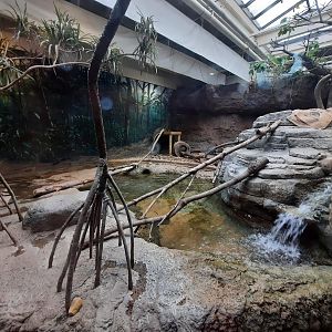 The RainForest - Asian Small Clawed Otter Land Exhibit