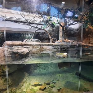 The RainForest - Asian Small Clawed Otter Underwater Viewing