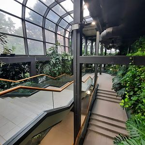 The RainForest - Main Staircase