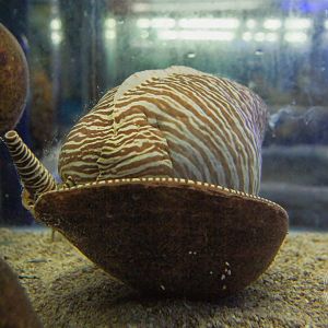 Bailer Shell (Melo melo)