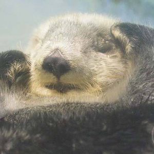 Northern Sea Otter (Enhydra lutris kenyoni)