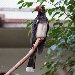 Crowned Hornbill (Tockus alboterminatus)