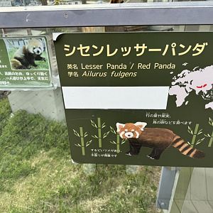 Red panda information