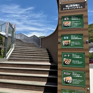 Red panda information