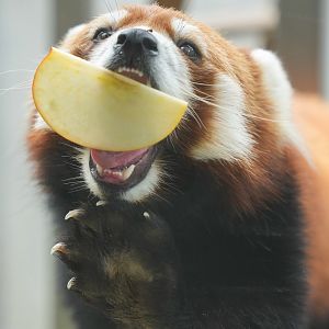 Red panda outdoor exhibit