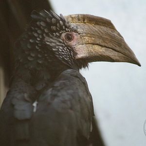 Silvery-cheeked Hornbill (Bycanistes brevis)