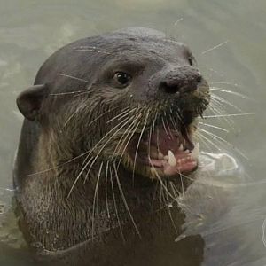Smooth-coated Otter (Lutrogale perspicillata)