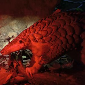 Sunda Pangolin (Manis Javanica)