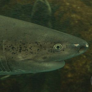 Broadnose Sevengill Shark (Notorynchus cepedianus)