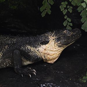 Makassar sailfin lizard (Hydrosaurus microlophus)