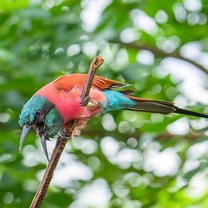 Northern Carmine Bee-eater (Merops Nubicus)