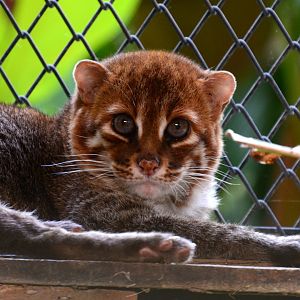 Flat-headed cat (Prionailurus planiceps)