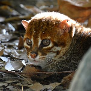 Flat-headed cat (Prionailurus planiceps)