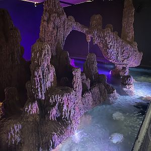 Pig-nosed Turtle Exhibit