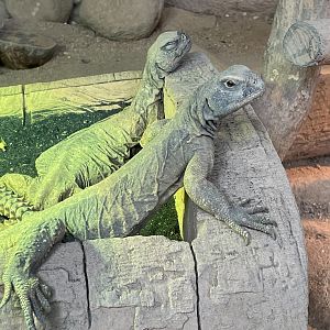 Egyptian Mastigure (Uromastyx aegyptia)