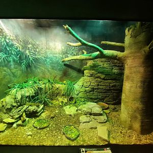 The RainForest - Northern Spider Tortoise