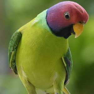 Plum-headed Parakeet (Psittacula cyanocephala)