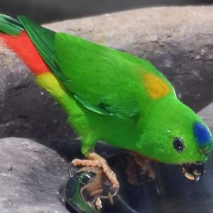 Blue-crowned Hanging Parrot (Loriculus galgulus)